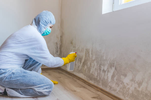 Licensed Mold Cleanup service in Du Bois, PA - WQB Mold Removal