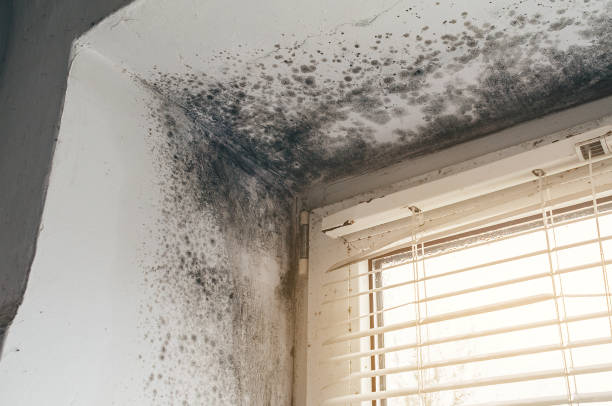 Affordable Mold Cleanup solutions in Du Bois, PA