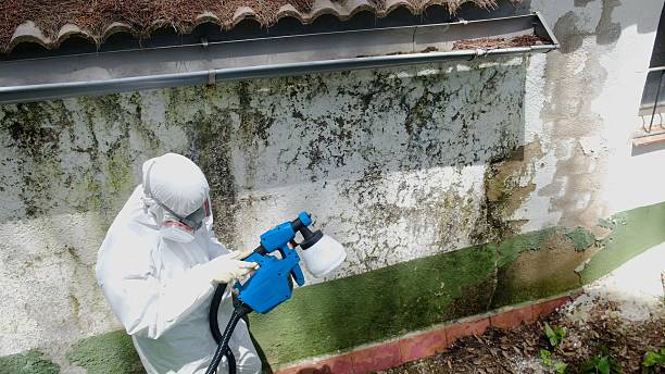 Top rated local Mold Cleanup specialists in Du Bois, PA